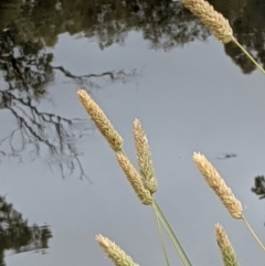 Phalaris aquatica at Hackett, ACT - 6 Jan 2021