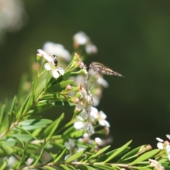 Trichophthalma punctata (Tangle-vein fly) at Cook, ACT - 4 Jan 2021 by Tammy