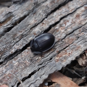 Pterohelaeus piceus at Cook, ACT - 5 Jan 2021 10:38 AM