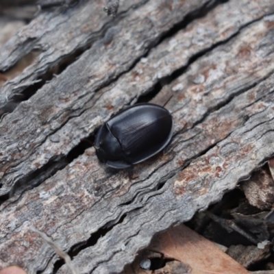 Pterohelaeus piceus (Pie-dish beetle) at Cook, ACT - 4 Jan 2021 by Tammy