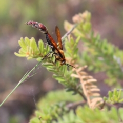 Guerinius shuckardi (Smooth flower wasp) at Downer, ACT - 5 Jan 2021 by Tdoh