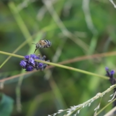 Amegilla sp. (genus) (Blue Banded Bee) at Kaleen, ACT - 5 Jan 2021 by Tammy