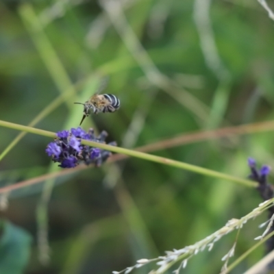 Amegilla sp. (genus) (Blue Banded Bee) at Kaleen, ACT - 5 Jan 2021 by Tammy