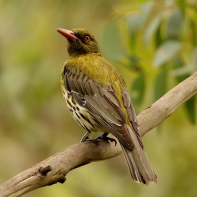 Oriolus sagittatus (Olive-backed Oriole) at Glenquarry - 5 Jan 2021 by Snowflake