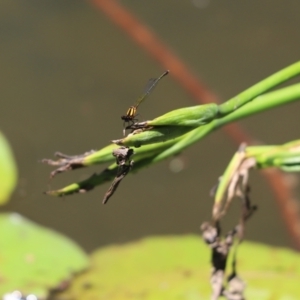 Nososticta solida at Belconnen, ACT - 5 Jan 2021