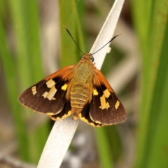 Trapezites symmomus (Splendid Ochre) at Glenquarry - 5 Jan 2021 by Snowflake