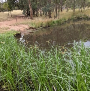 Bolboschoenus fluviatilis at Hackett, ACT - 6 Jan 2021