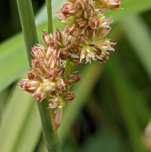 Juncus vaginatus at Hackett, ACT - 6 Jan 2021