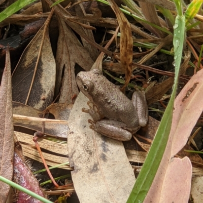 Litoria peronii (Peron's Tree Frog, Emerald Spotted Tree Frog) at Killara, VIC - 6 Jan 2021 by ChrisAllen