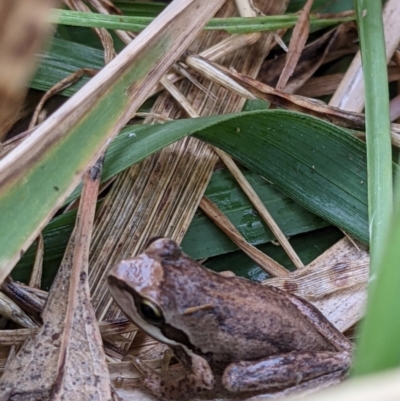 Litoria sp. (genus) (A tree frog) at Killara, VIC - 6 Jan 2021 by ChrisAllen