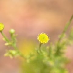 Cotula australis (Common Cotula, Carrot Weed) at Wamboin, NSW - 28 Nov 2020 by natureguy