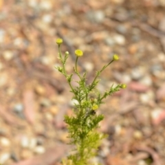 Cotula australis at Wamboin, NSW - 28 Nov 2020 01:28 PM