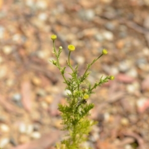 Cotula australis at Wamboin, NSW - 28 Nov 2020 01:28 PM