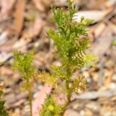 Cotula australis at Wamboin, NSW - 28 Nov 2020 01:28 PM