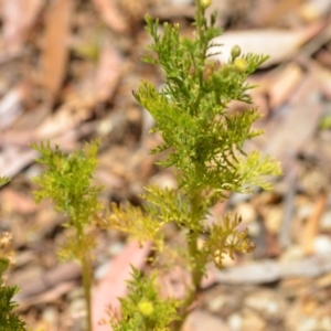 Cotula australis at Wamboin, NSW - 28 Nov 2020 01:28 PM