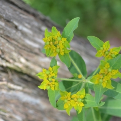 Euphorbia oblongata (Egg-leaf Spurge) at Wamboin, NSW - 6 Dec 2020 by natureguy