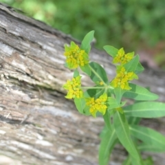 Euphorbia oblongata at Wamboin, NSW - 6 Dec 2020