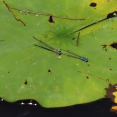 Austroagrion watsoni (Eastern Billabongfly) at Lake Ginninderra - 5 Jan 2021 by Tammy