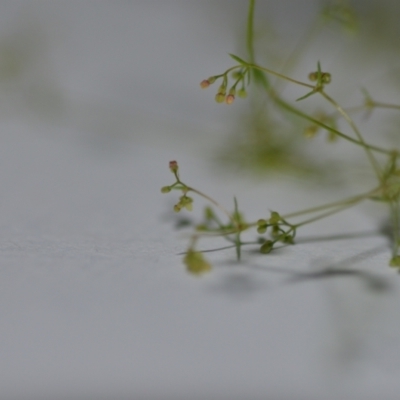 Galium divaricatum (Slender Bedstraw) at Wamboin, NSW - 9 Dec 2020 by natureguy