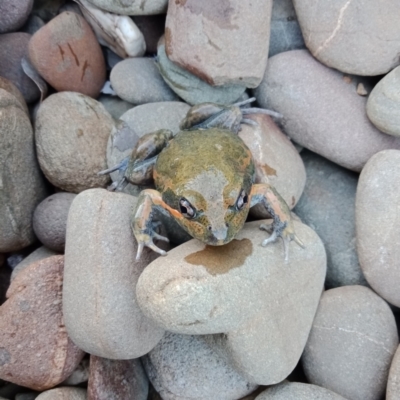 Limnodynastes dumerilii (Eastern Banjo Frog) at West Wodonga, VIC - 13 Nov 2020 by geekay