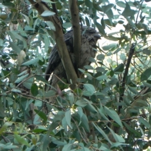 Podargus strigoides at Cook, ACT - 5 Jan 2021