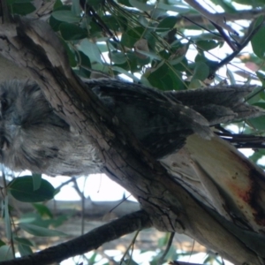 Podargus strigoides at Cook, ACT - 5 Jan 2021