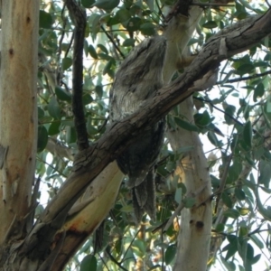 Podargus strigoides at Cook, ACT - 5 Jan 2021