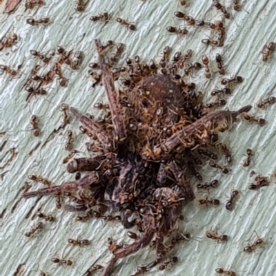 Doleromyrma sp. (genus) (Brown house ant) at Isaacs, ACT - 5 Jan 2021 by Mike