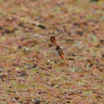 Diplacodes melanopsis (Black-faced Percher) at Lake Ginninderra - 5 Jan 2021 by Tammy