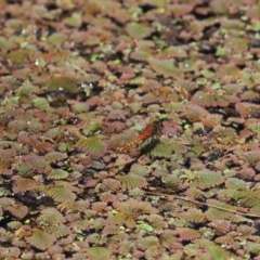 Diplacodes melanopsis at Belconnen, ACT - 5 Jan 2021