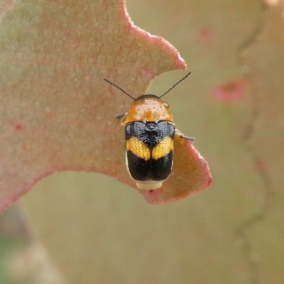 Aporocera (Aporocera) flaviventris (A case bearing leaf beetle) at Theodore, ACT - 3 Jan 2021 by Owen
