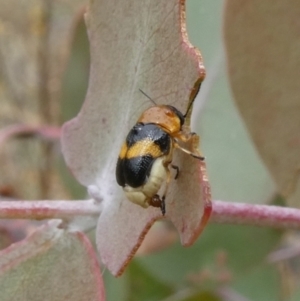 Aporocera (Aporocera) flaviventris at Theodore, ACT - 4 Jan 2021