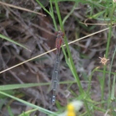 Xanthagrion erythroneurum (Red & Blue Damsel) at Booth, ACT - 5 Jan 2021 by Christine