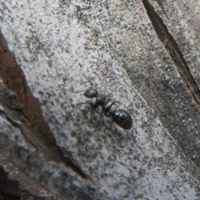 Formicidae (family) (Unidentified ant) at Booth, ACT - 5 Jan 2021 by Christine