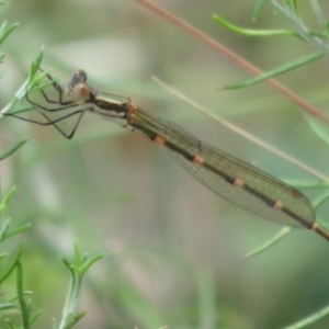 Austrolestes leda at Booth, ACT - 5 Jan 2021 01:49 PM