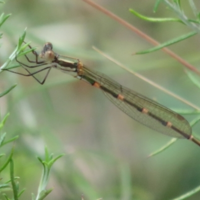 Austrolestes leda (Wandering Ringtail) at Booth, ACT - 5 Jan 2021 by Christine