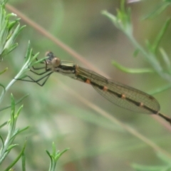 Austrolestes leda at Booth, ACT - 5 Jan 2021