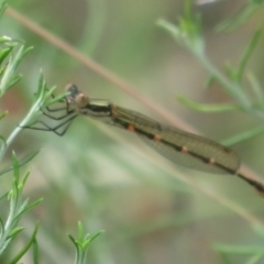 Austrolestes leda at Booth, ACT - 5 Jan 2021 01:49 PM