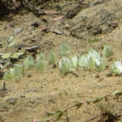 Pieris rapae (Cabbage White) at Booth, ACT - 5 Jan 2021 by Christine