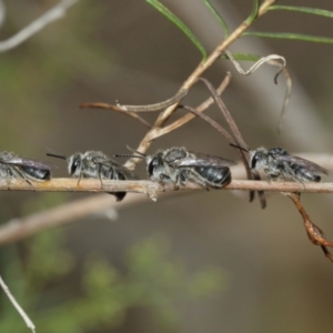 Leioproctus sp. (genus) at Downer, ACT - 3 Jan 2021