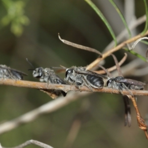 Leioproctus sp. (genus) at Downer, ACT - 3 Jan 2021