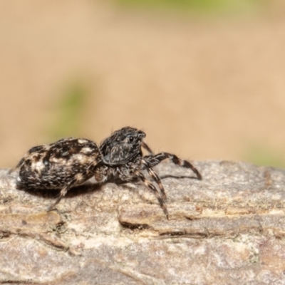 Sondra sp. (genus) (A jumping spider) at Macgregor, ACT - 4 Jan 2021 by Roger