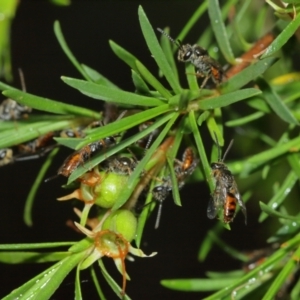 Lasioglossum (Parasphecodes) sp. (genus & subgenus) at Acton, ACT - 3 Jan 2021