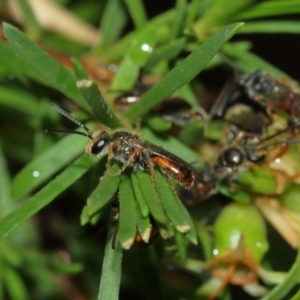 Lasioglossum (Parasphecodes) sp. (genus & subgenus) at Acton, ACT - 3 Jan 2021 01:00 PM