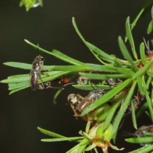 Lasioglossum (Parasphecodes) sp. (genus & subgenus) at Acton, ACT - 3 Jan 2021 01:00 PM