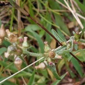 Gamochaeta purpurea at Hackett, ACT - 6 Jan 2021