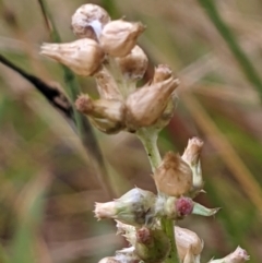 Gamochaeta purpurea at Hackett, ACT - 6 Jan 2021