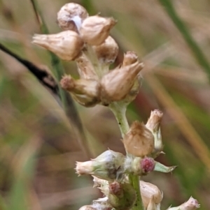 Gamochaeta purpurea at Hackett, ACT - 6 Jan 2021