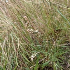 Gamochaeta purpurea at Hackett, ACT - 6 Jan 2021