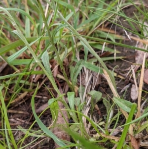 Gamochaeta purpurea at Hackett, ACT - 6 Jan 2021